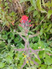 Castilleja fissifolia