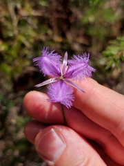 Thysanotus virgatus