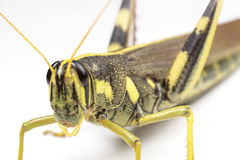 Schistocerca albolineata