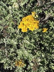 Eriophyllum