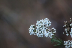 Achillea millefolium