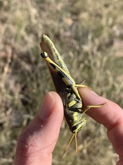 Schistocerca albolineata