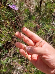 Thysanotus virgatus