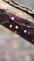 Nectria cinnabarina
