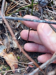 Thysanotus virgatus