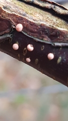 Nectria cinnabarina