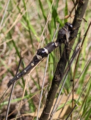 Stilbopteryx walkeri