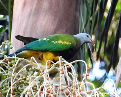 Ptilinopus magnificus