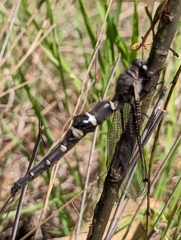 Stilbopteryx walkeri