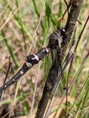 Stilbopteryx walkeri