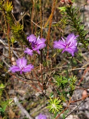 Thysanotus virgatus