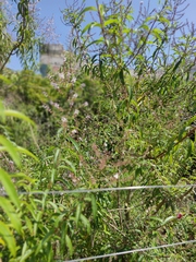 Aloysia citrodora
