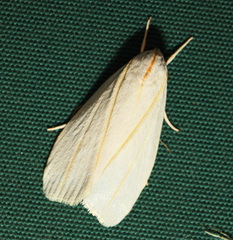 Cryptophasa flavolineata