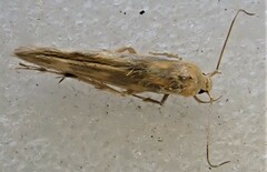 Stathmopoda horticola