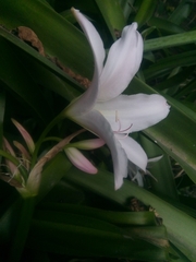 Crinum moorei