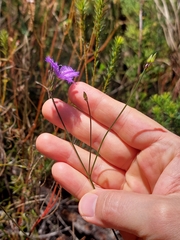 Thysanotus virgatus