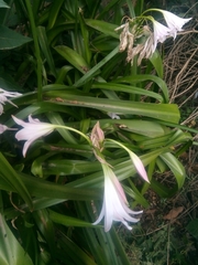 Crinum moorei