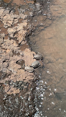 Phrynops geoffroanus