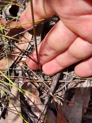 Thysanotus virgatus