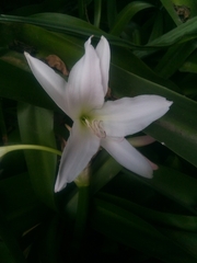 Crinum moorei