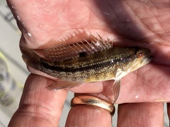 Centropristis striata