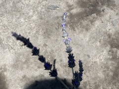 Lavandula