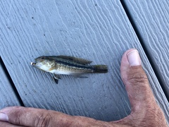 Centropristis striata