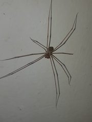 Physocyclus globosus