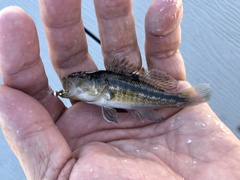 Centropristis striata