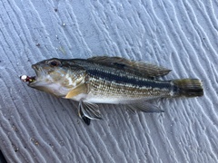 Centropristis striata