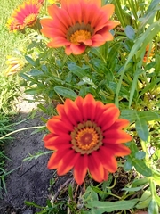 Asteraceae