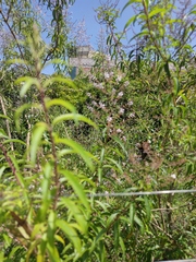 Aloysia citrodora