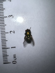 Lucilia coeruleiviridis