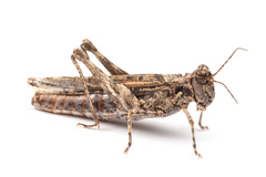 Derotmema laticinctum