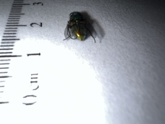 Lucilia coeruleiviridis