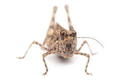 Derotmema laticinctum