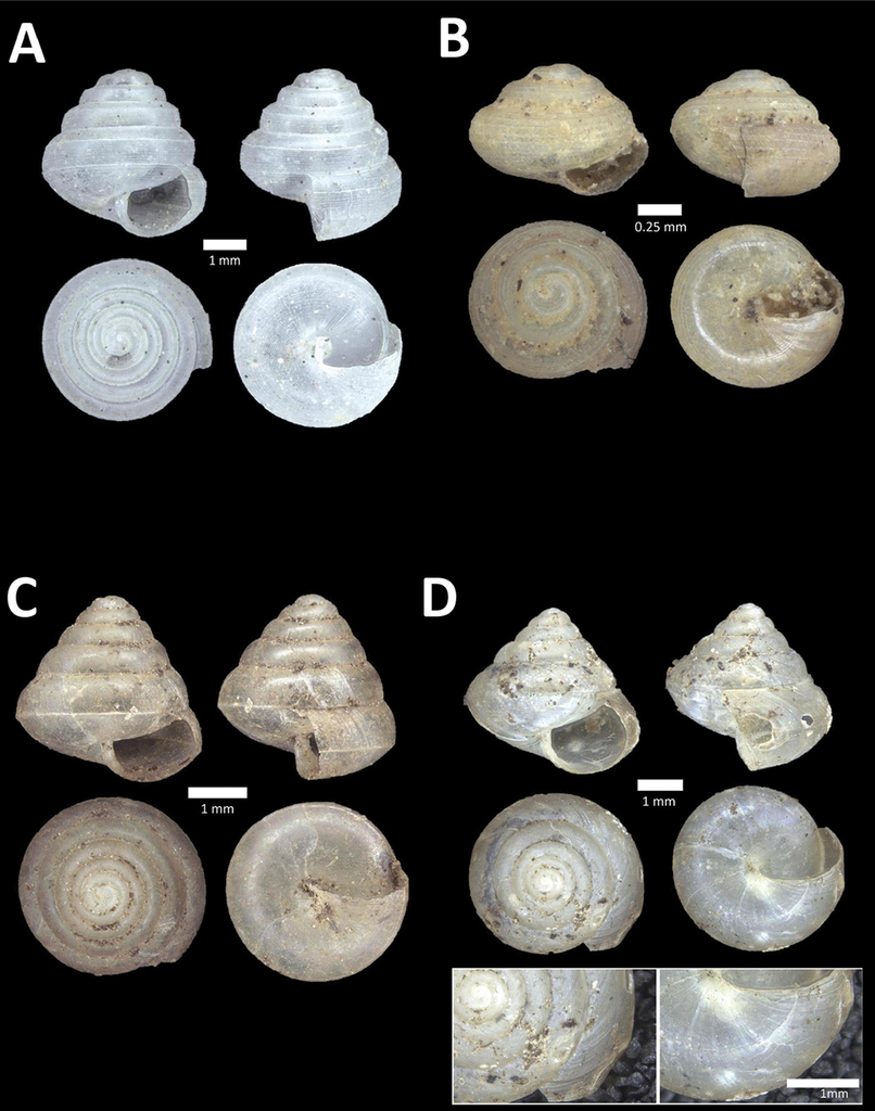 Kaliella barrakporensis