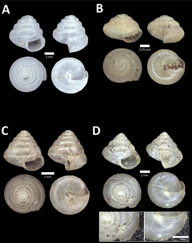 Kaliella barrakporensis
