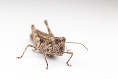 Derotmema laticinctum