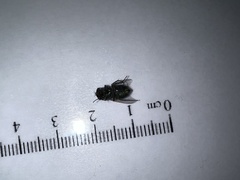 Lucilia coeruleiviridis