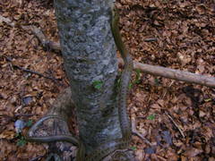 Zamenis lineatus