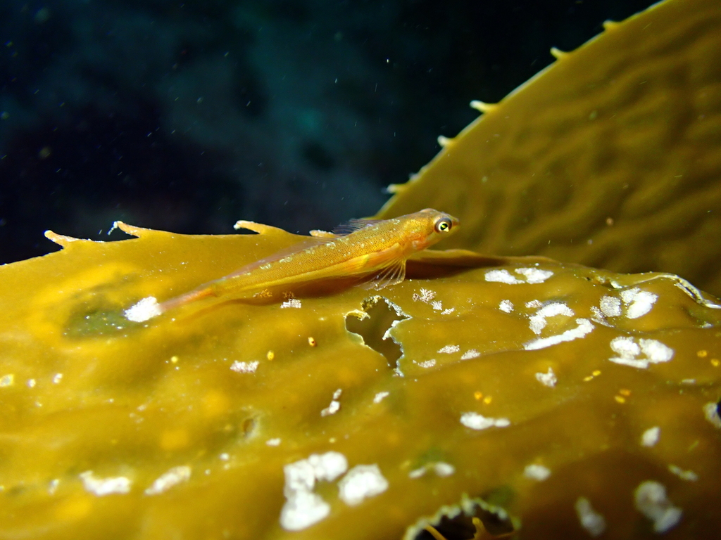Manacled sculpin (Synchirus gilli) — Cottidae