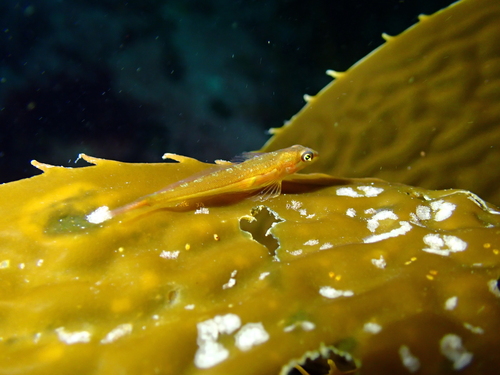 Manacled sculpin (Synchirus gilli) — Cottidae