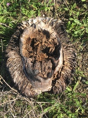 Hesperoyucca whipplei