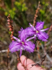 Thysanotus virgatus