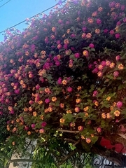 Lantana camara