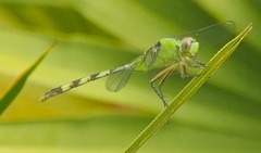 Erythemis vesiculosa
