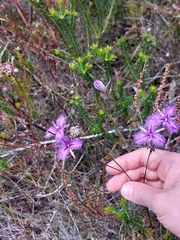 Thysanotus virgatus