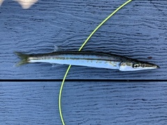 Sphyraena borealis