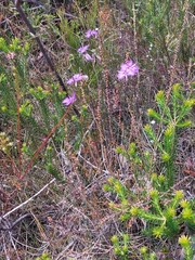 Thysanotus virgatus